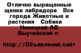 Отлично выращенные щенки лабрадора - Все города Животные и растения » Собаки   . Ненецкий АО,Выучейский п.